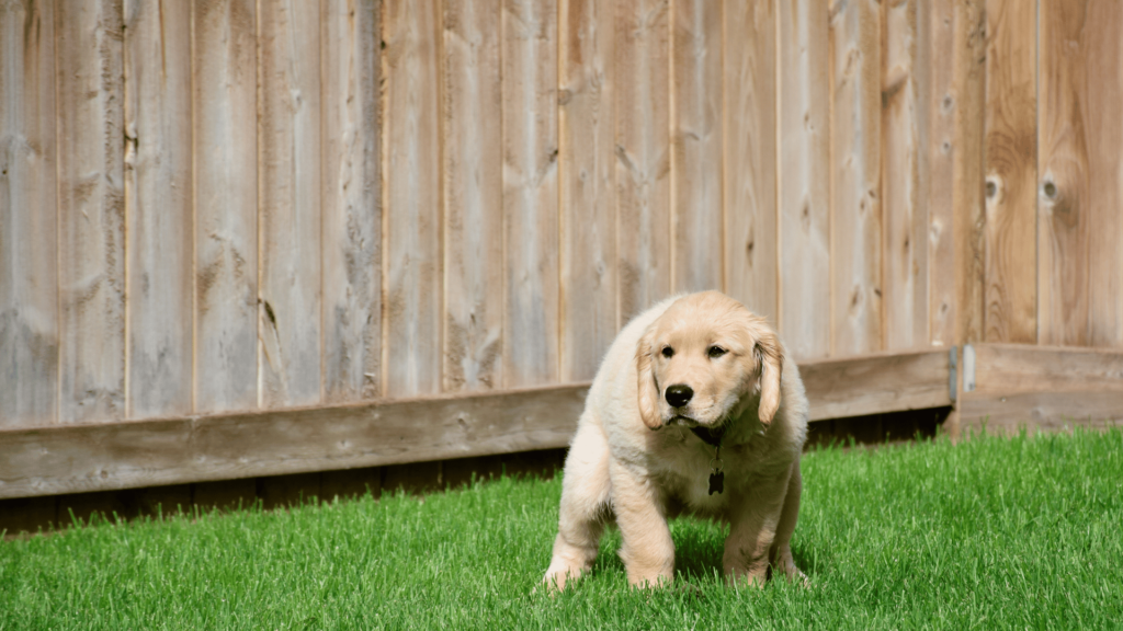 Golden retriever puppy pooping