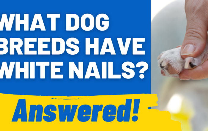 What Dog Breeds Have White Nails