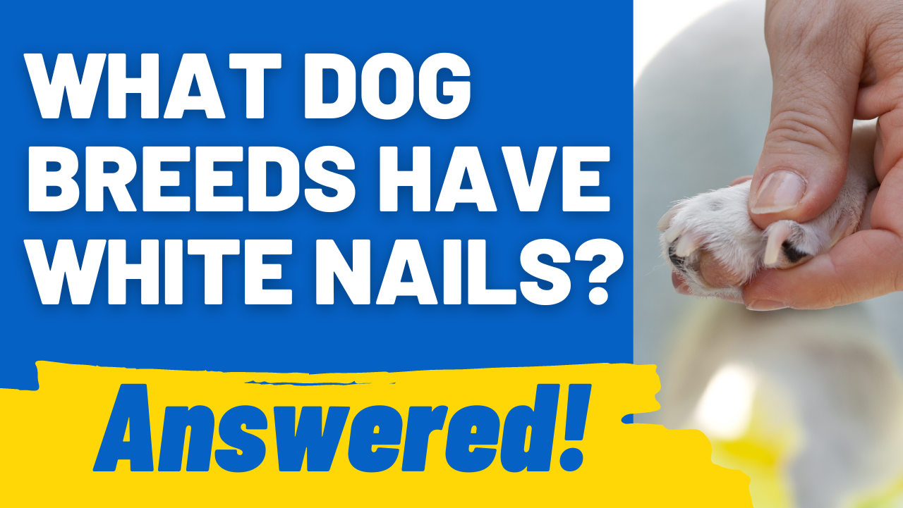 What Dog Breeds Have White Nails