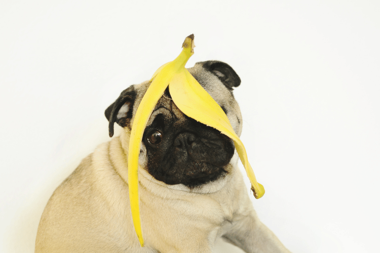 a banana peel on a pug's face