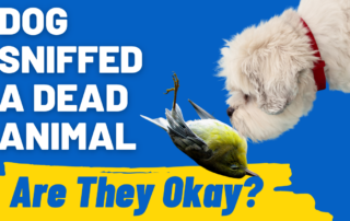 dog sniffed dead animal
