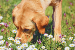 golden retriever sniffing flowers