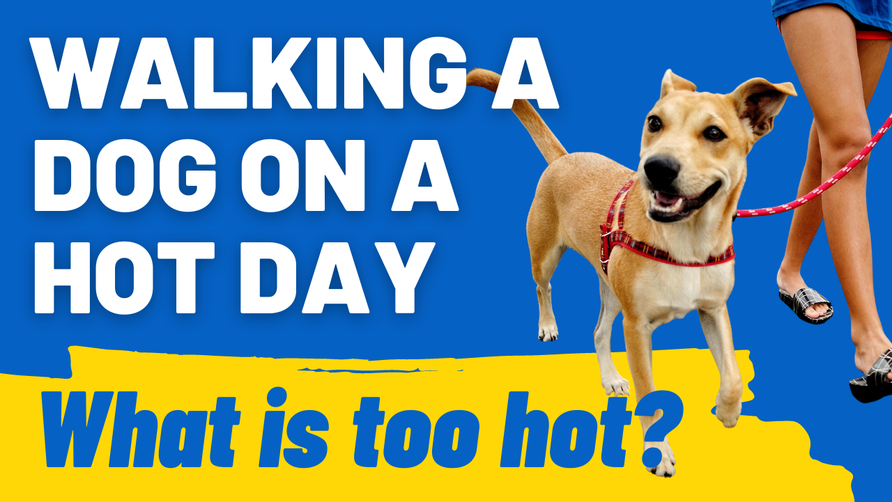 is it too hot to walk dog