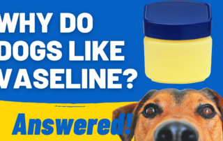 why do dogs like vaseline