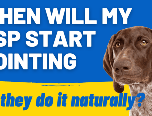 When Will My GSP Start Pointing: (Answered)