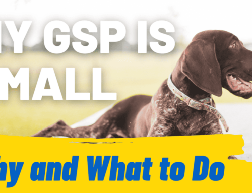 My GSP Is Small: Why and What to Do