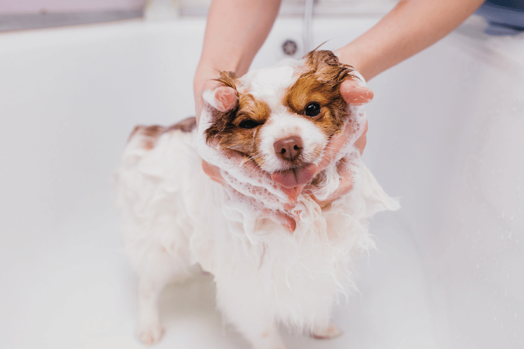 adorable pet dog take shower in bath before grooming