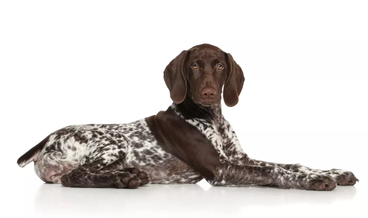 Small German shorthaired pointer