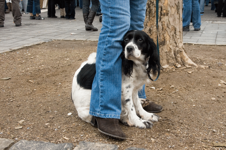 A dog with its owner afraid of strangers