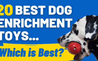 Best Enrichment Toys for Dogs