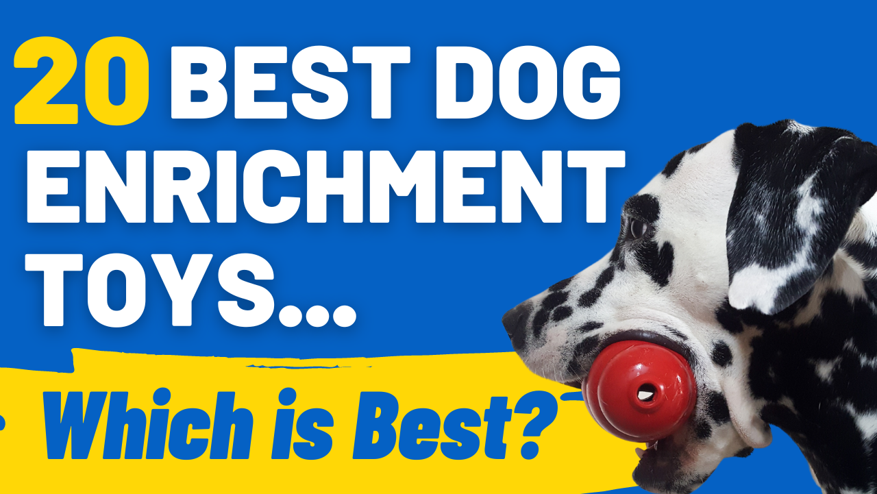 Best Enrichment Toys for Dogs