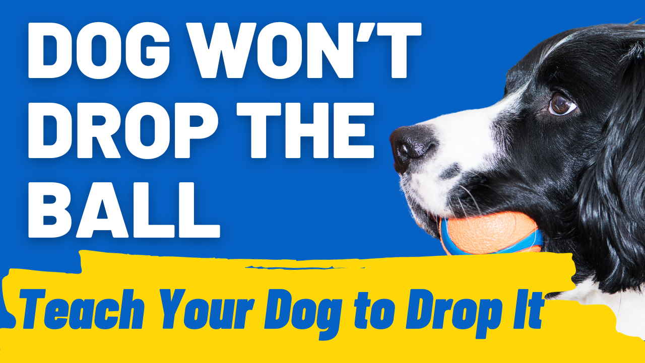 Dog wont drop ball