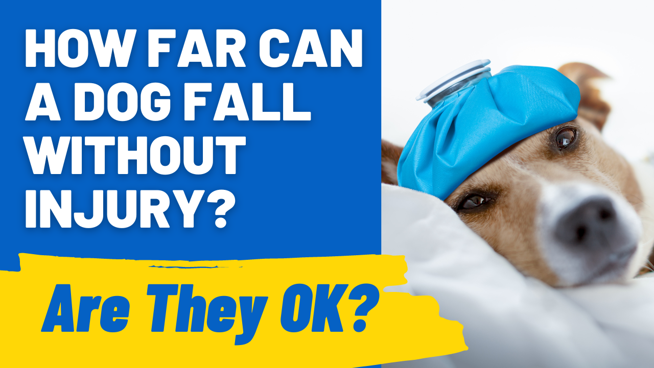How Far Can a Dog Fall Without Injury