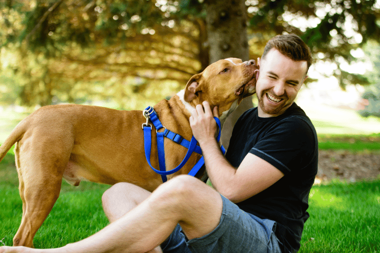 Pitbull dog kissing and hugging a laughing man in a garden