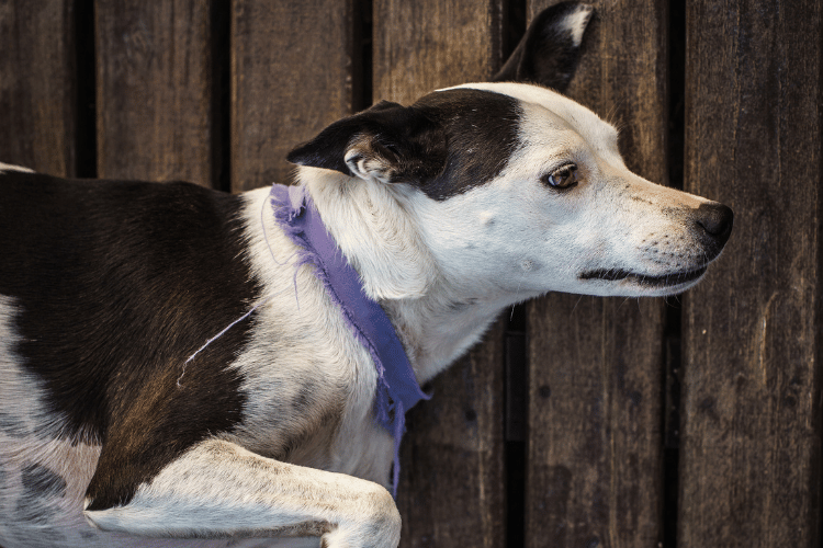 Submissive dog lying on a wooden floor