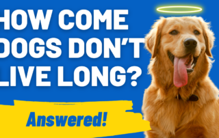 How Come Dogs Don’t Live Long