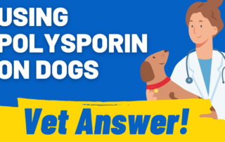 using polysporin on dogs