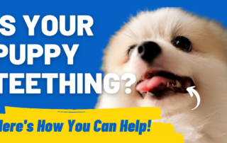 Is Your Puppy Teething Here's How You Can Help!