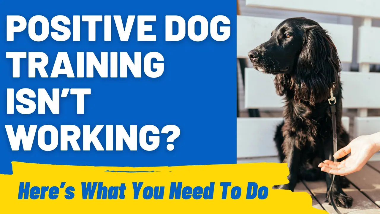 Positive Reinforcement What to Do When Positive Dog Training Isn’t