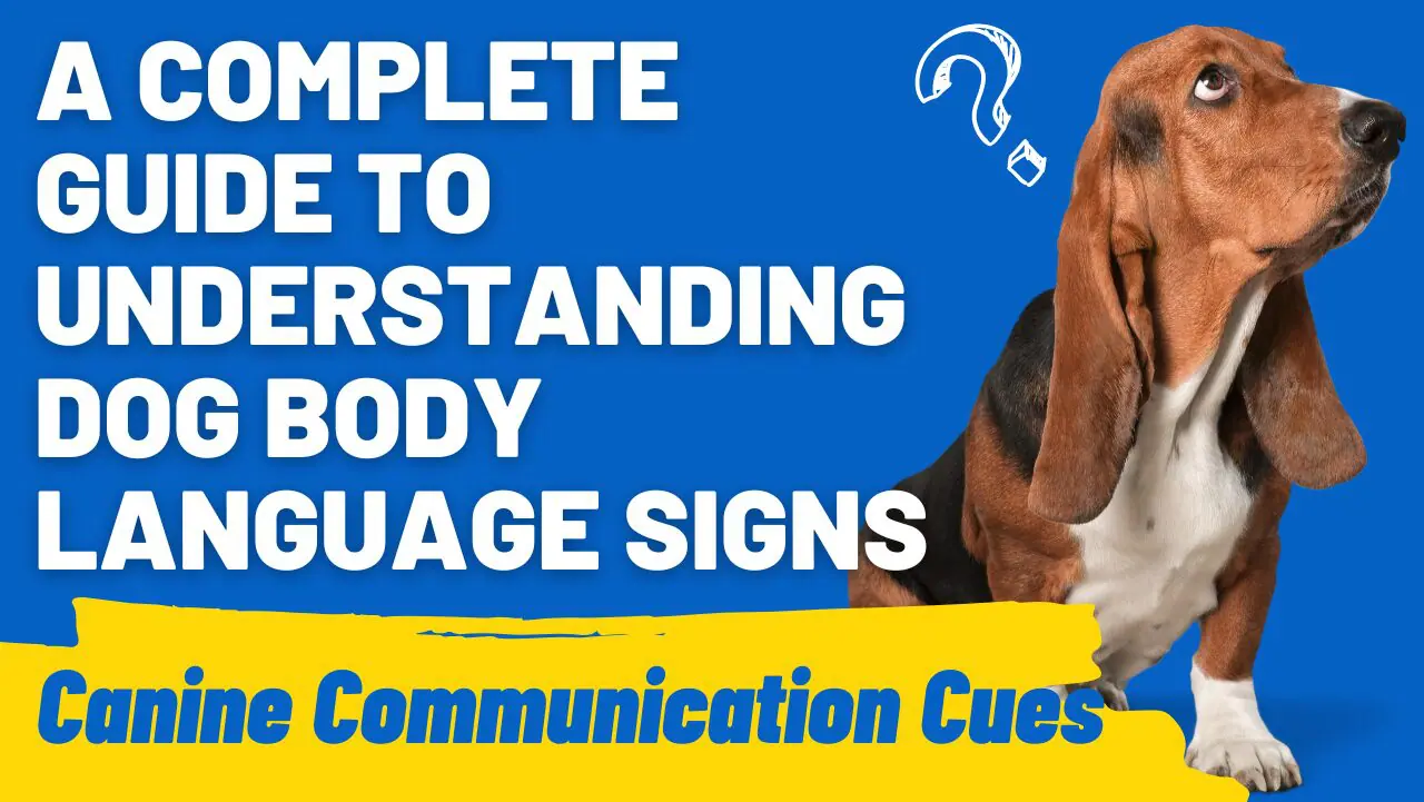 Dog Body Language Guide Decipher Canine Cues Easily HoundGames