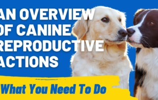 An Overview of Canine Reproductive Actions