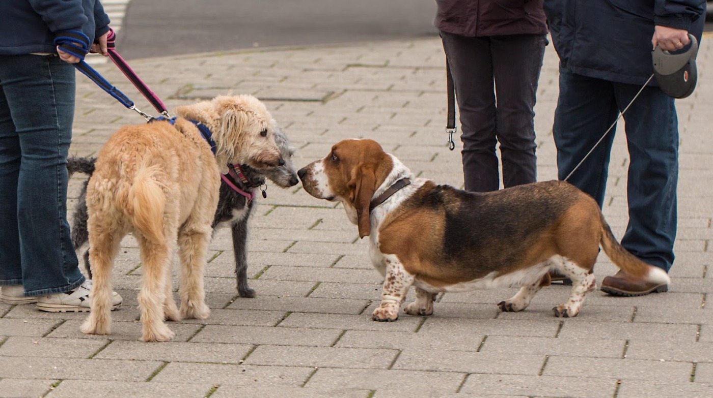 3 dogs sniffing each others nose
