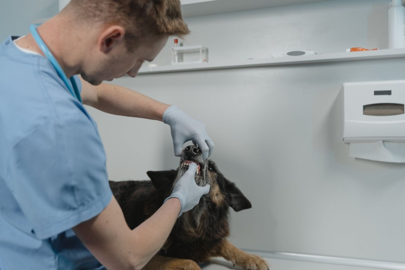 veterinarian opening a dogs mouth