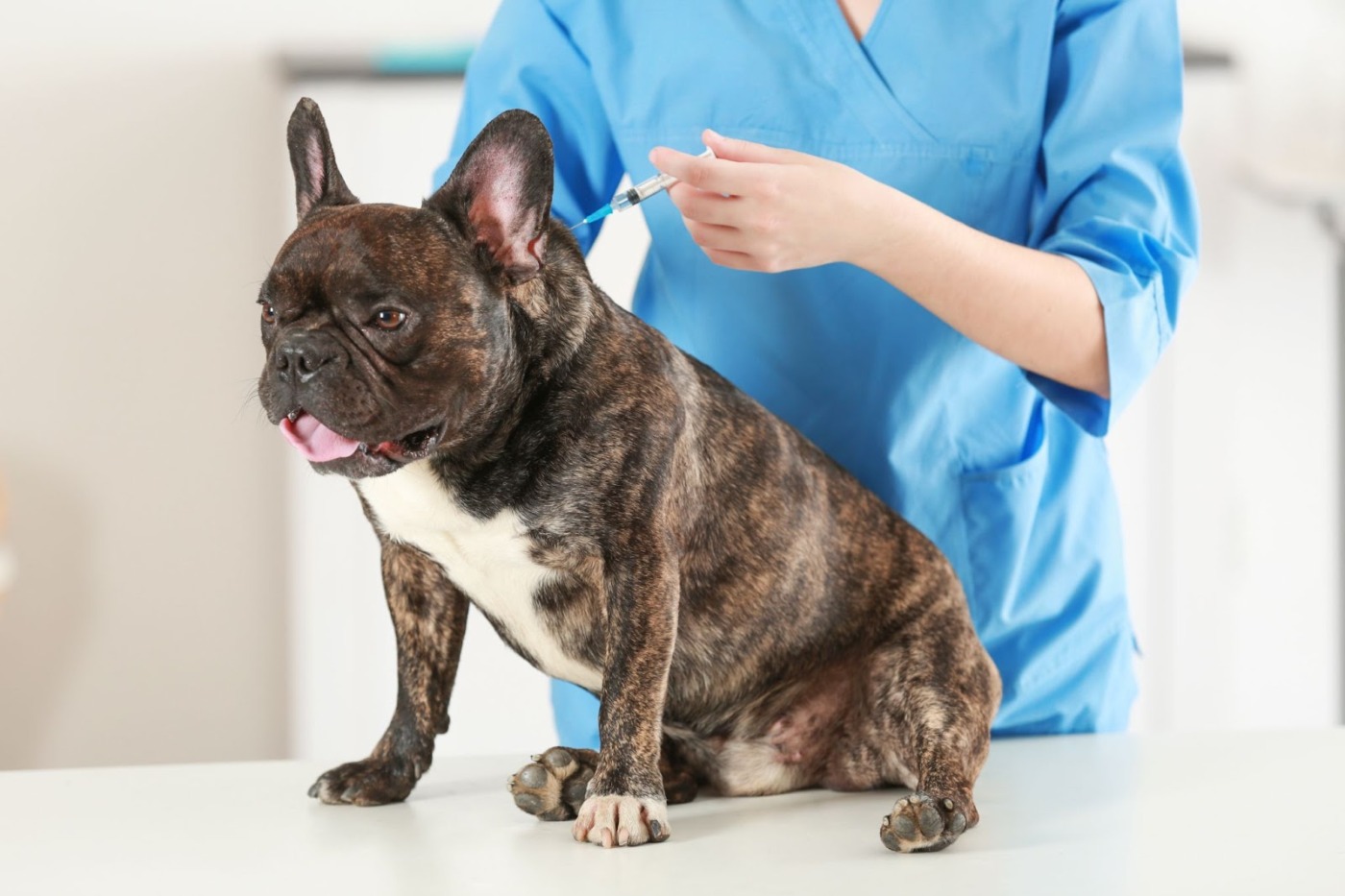 veterinarian injecting a dog the the back neck