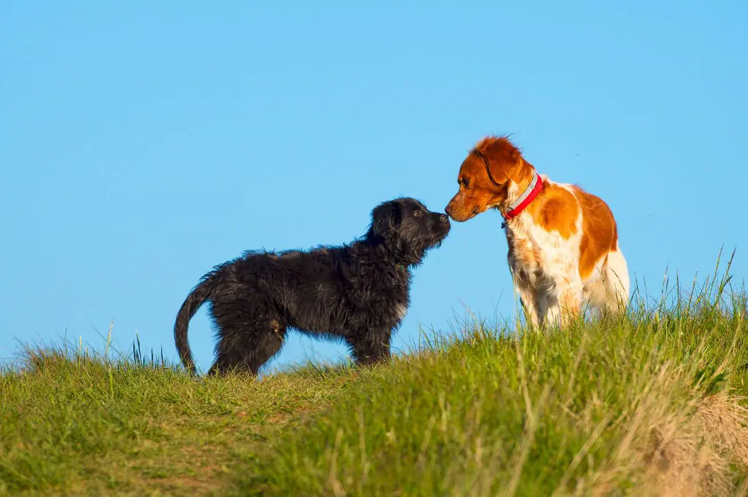 2 dogs sniffing each others nose