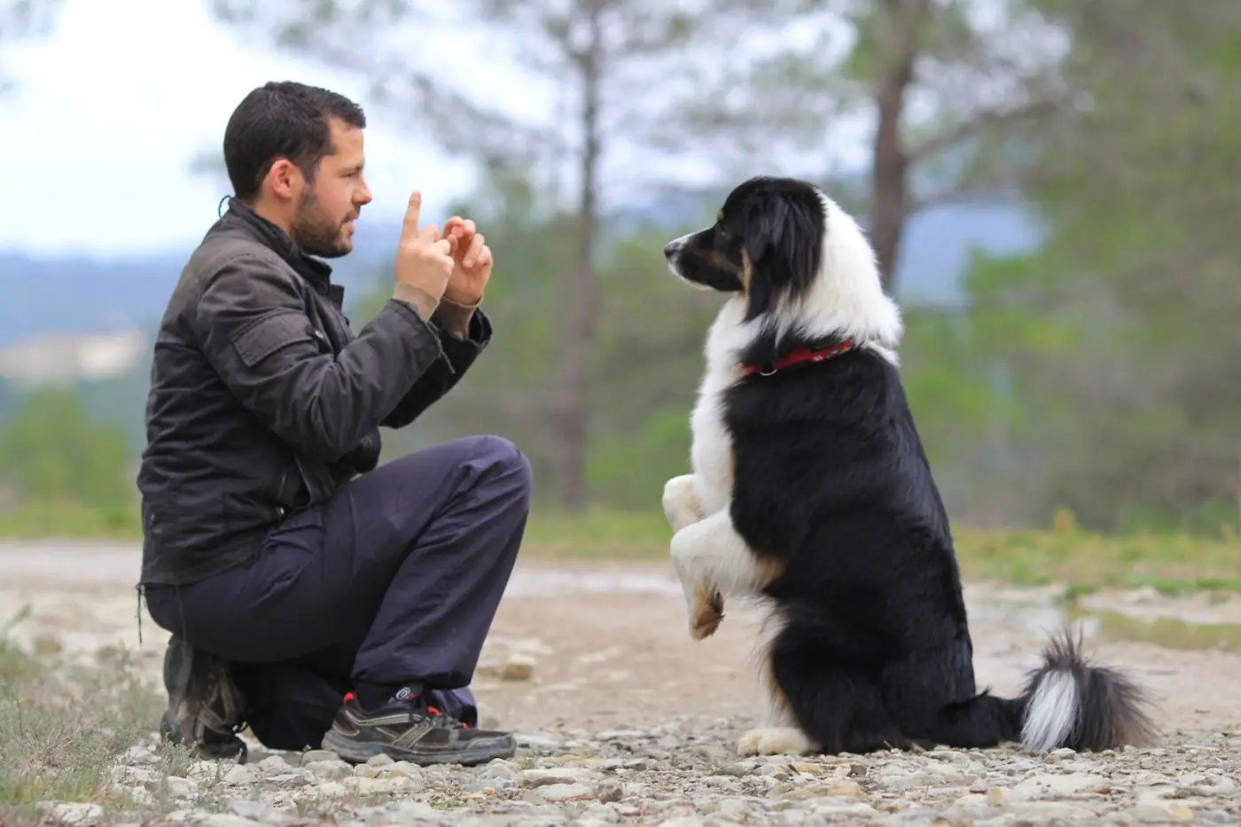 Dog owner teaching a border collie with commands