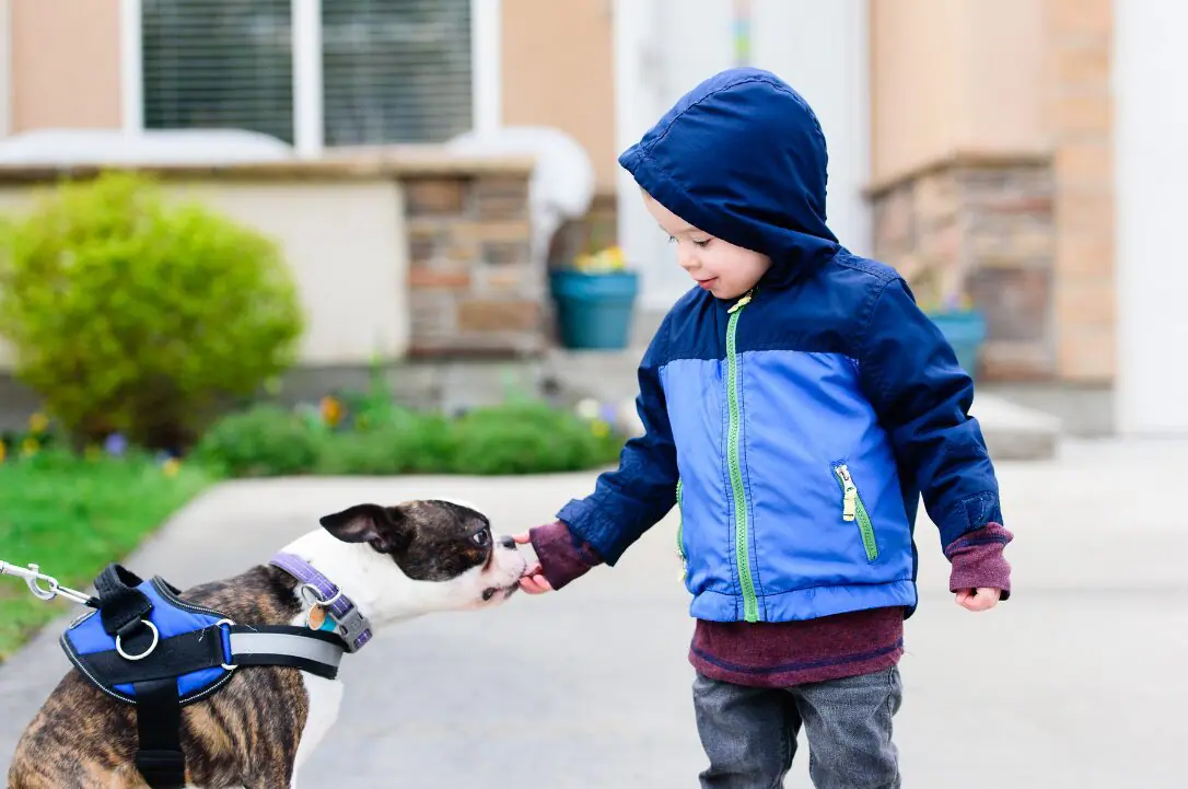 A little boy in hooded jacket feeding a dog by hand