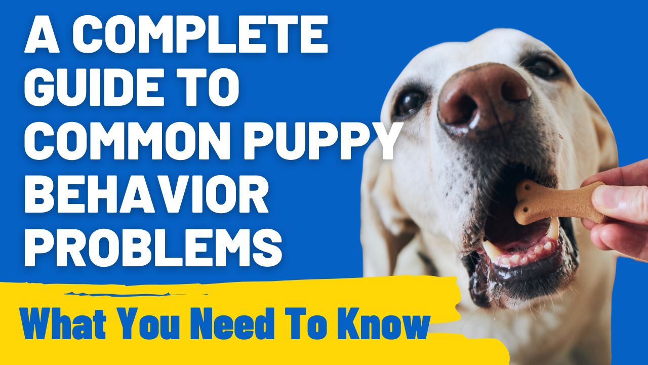 A Complete Guide to Common Puppy Behavior Problems