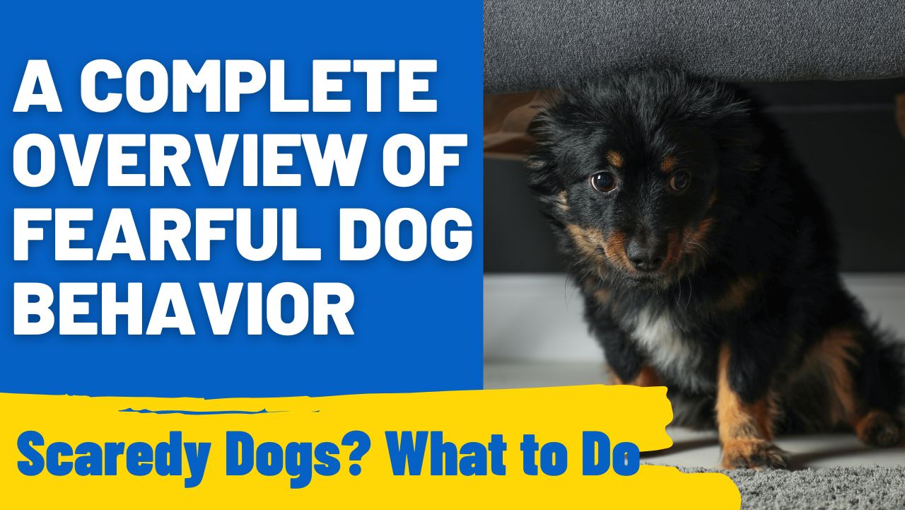 Insight into Fearful Dog Behavior A Comprehensive Guide HoundGames