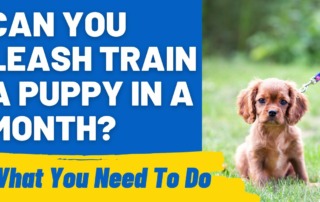 Can You Leash Train a Puppy in a Month