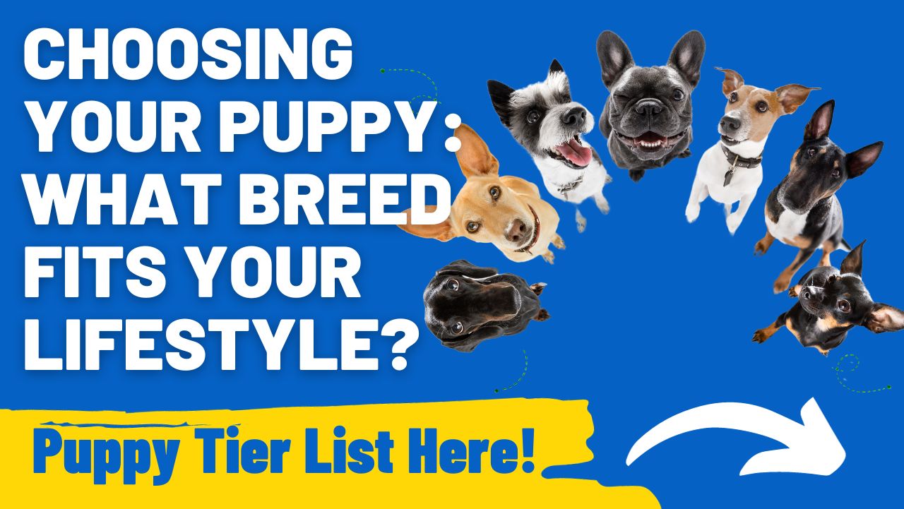 Choosing Your Puppy What Breed Fits Your Lifestyle