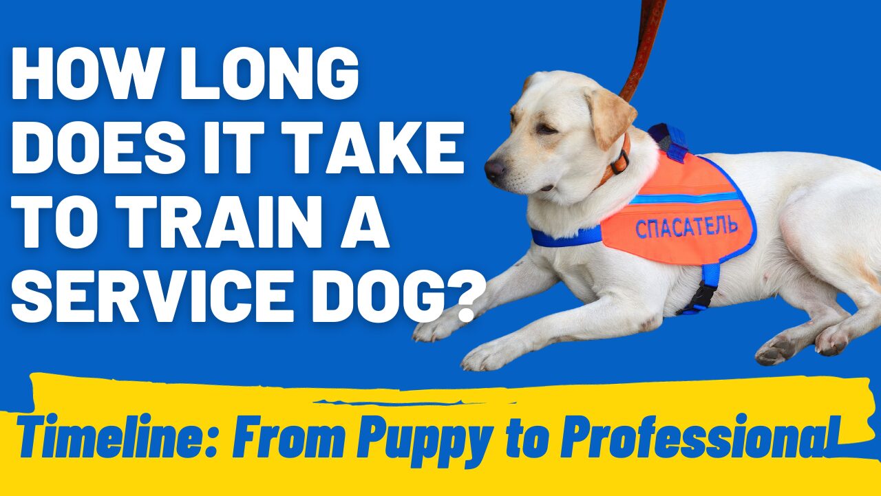 A Guide to Training Service Dogs How Long Does It Take? HoundGames