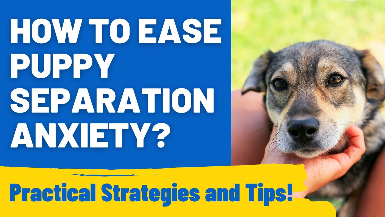 How to Ease Puppy Separation Anxiety