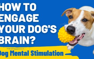 How to Engage Your Dog's Brain