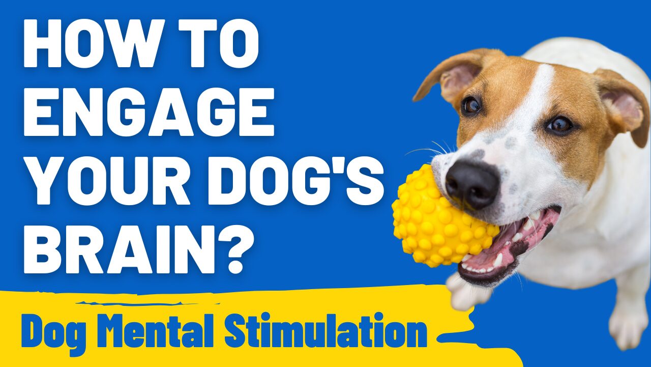 How to Engage Your Dog's Brain