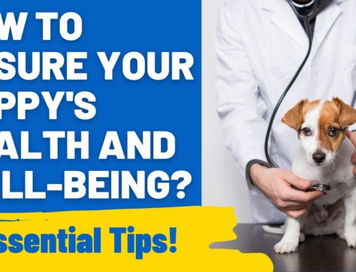 How to Ensure Your Puppy’s Health and Well-being? Essential Care Tips