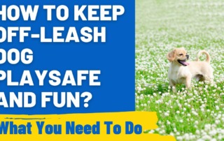 How to Keep Off-Leash Dog Play Safe and Fun