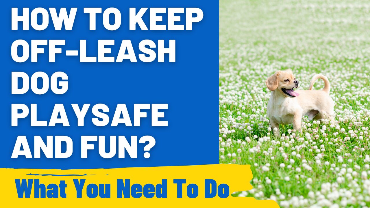 How to Keep Off-Leash Dog Play Safe and Fun