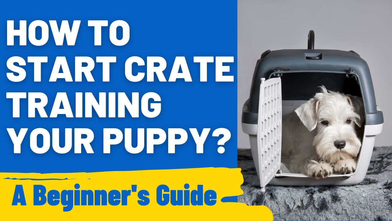How to Start Crate Training Your Puppy