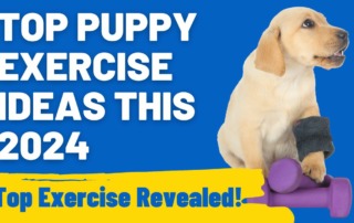 Top Puppy Exercise Ideas This 2024