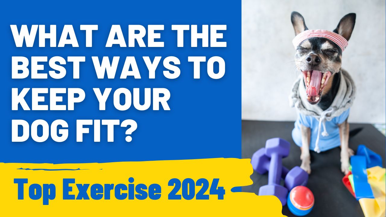 What Are the Best Ways to Keep Your Dog Fit