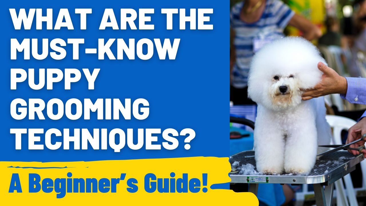 What Are the Must-Know Puppy Grooming Techniques