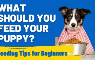 What Should You Feed Your Puppy