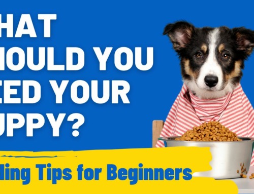 What Should You Feed Your Puppy? Essential Feeding Tips for Beginners