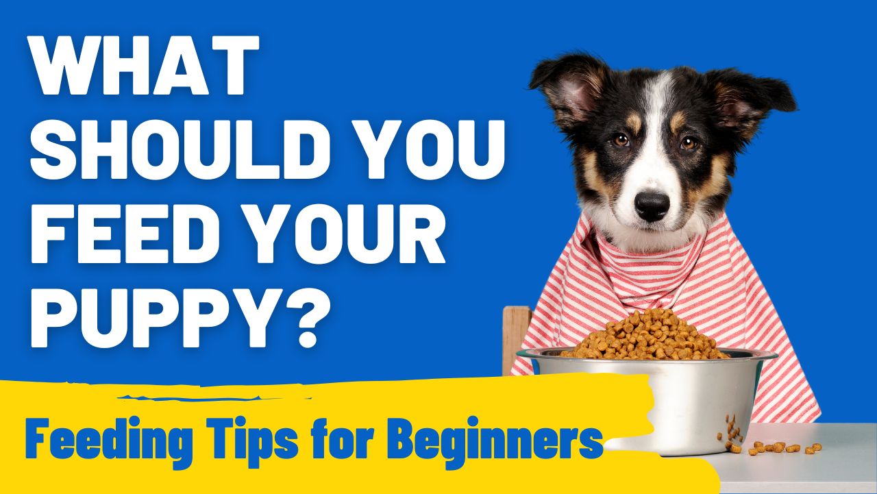 What Should You Feed Your Puppy