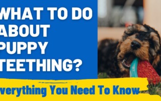 What to Do About Puppy Teething